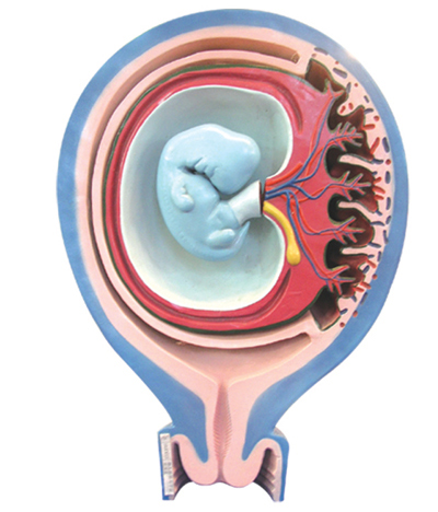 Mô hình thể hiện mối quan hệ giữa bào thai, màng bào thai và tử cung